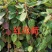 红花荷树苗珍稀名贵树苗庭院室内外绿化植物红苞木盆栽