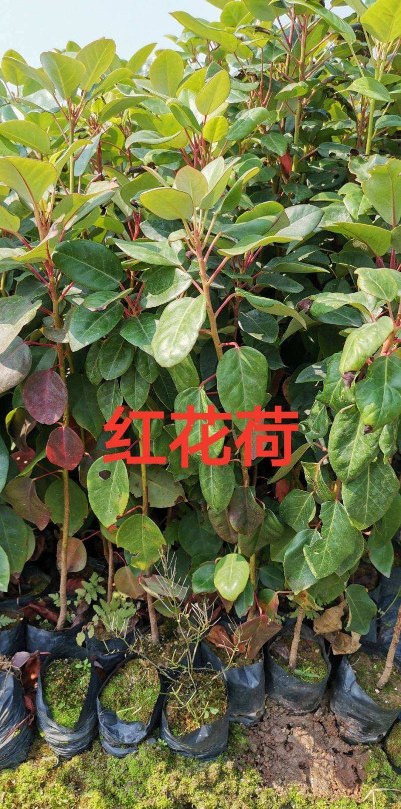红花荷树苗珍稀名贵树苗庭院室内外绿化植物红苞木盆栽