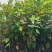 红花荷树苗珍稀名贵树苗庭院室内外绿化植物红苞木盆栽