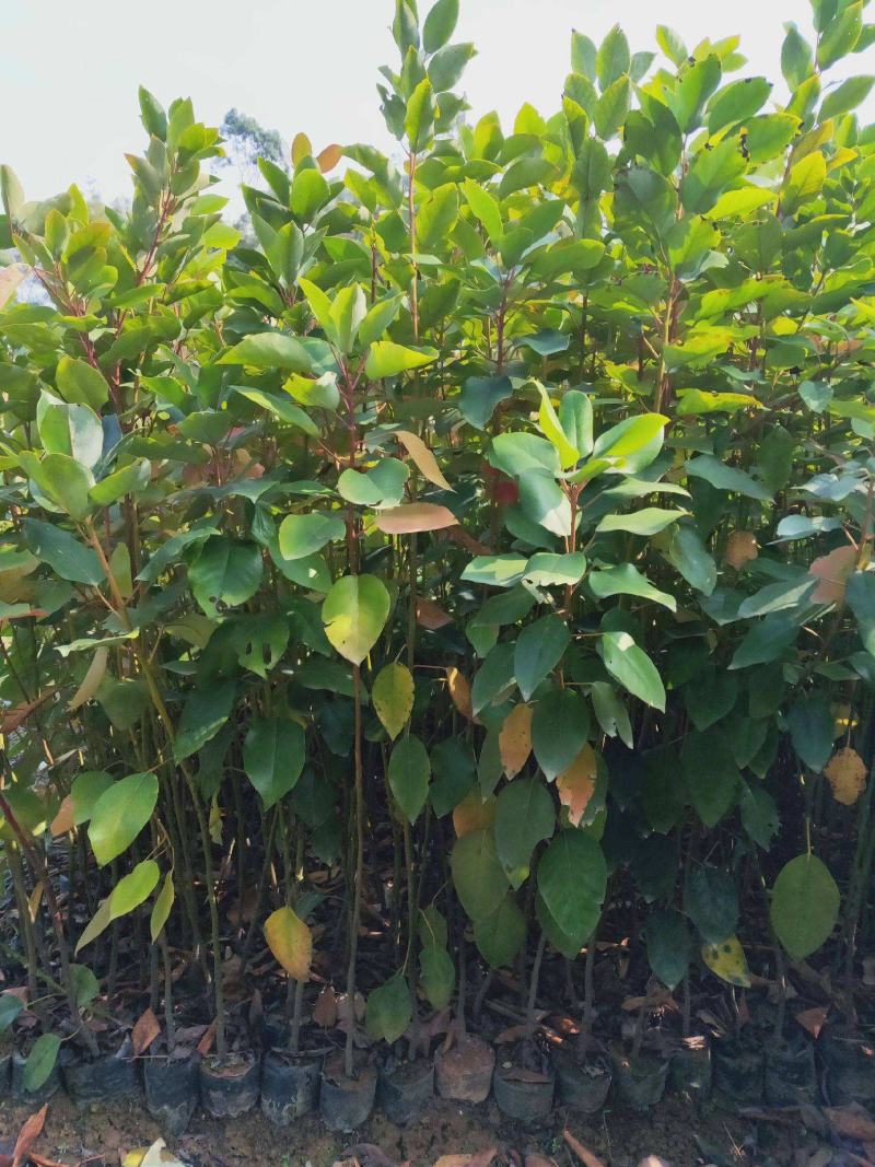 红花荷树苗珍稀名贵树苗庭院室内外绿化植物红苞木盆栽