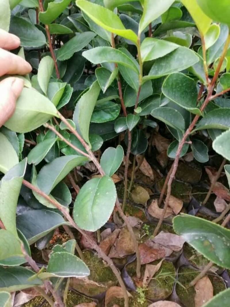 红花荷树苗珍稀名贵树苗庭院室内外绿化植物红苞木盆栽
