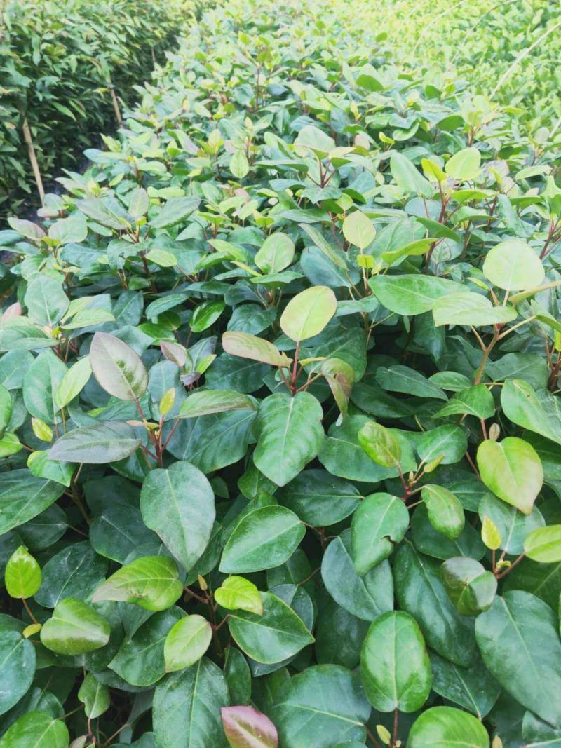 红花荷树苗珍稀名贵树苗庭院室内外绿化植物红苞木盆栽