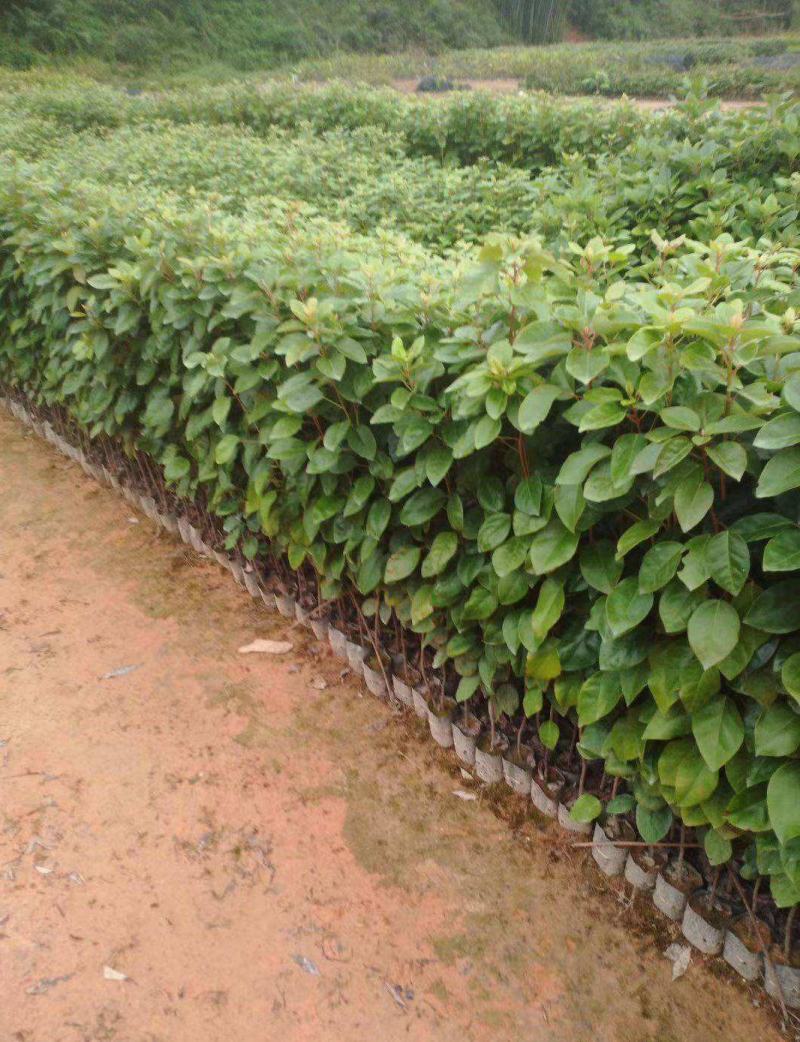 红花荷树苗珍稀名贵树苗庭院室内外绿化植物红苞木盆栽