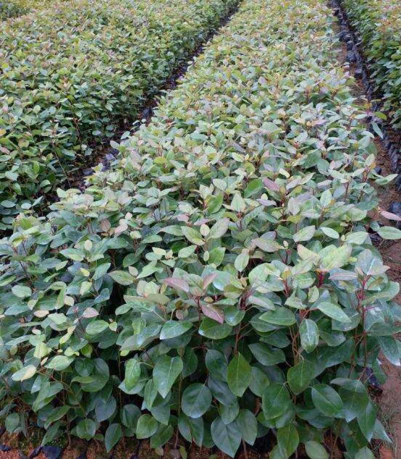 红花荷树苗珍稀名贵树苗庭院室内外绿化植物红苞木盆栽