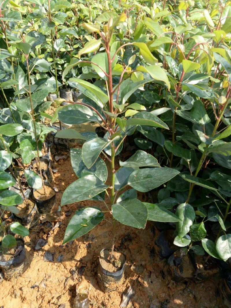 红花荷树苗珍稀名贵树苗庭院室内外绿化植物红苞木盆栽