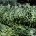蒜苔，邯郸市肥乡区大运循环农业专业合作社蒜苔基地