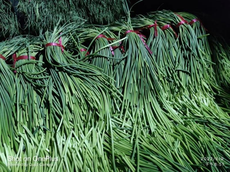 蒜苔，邯郸市肥乡区大运循环农业专业合作社蒜苔基地