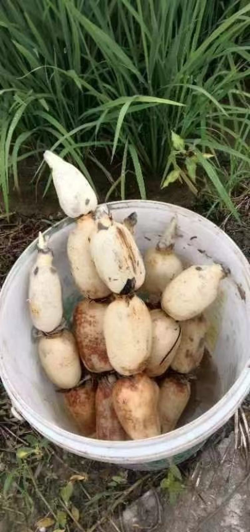 莲藕