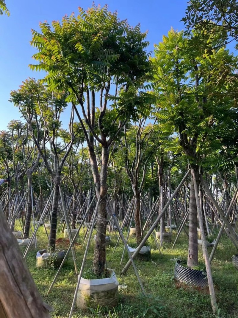 麻楝
