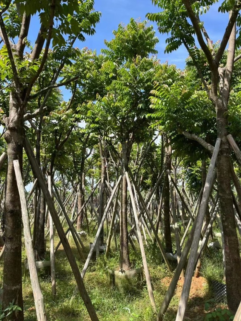 麻楝