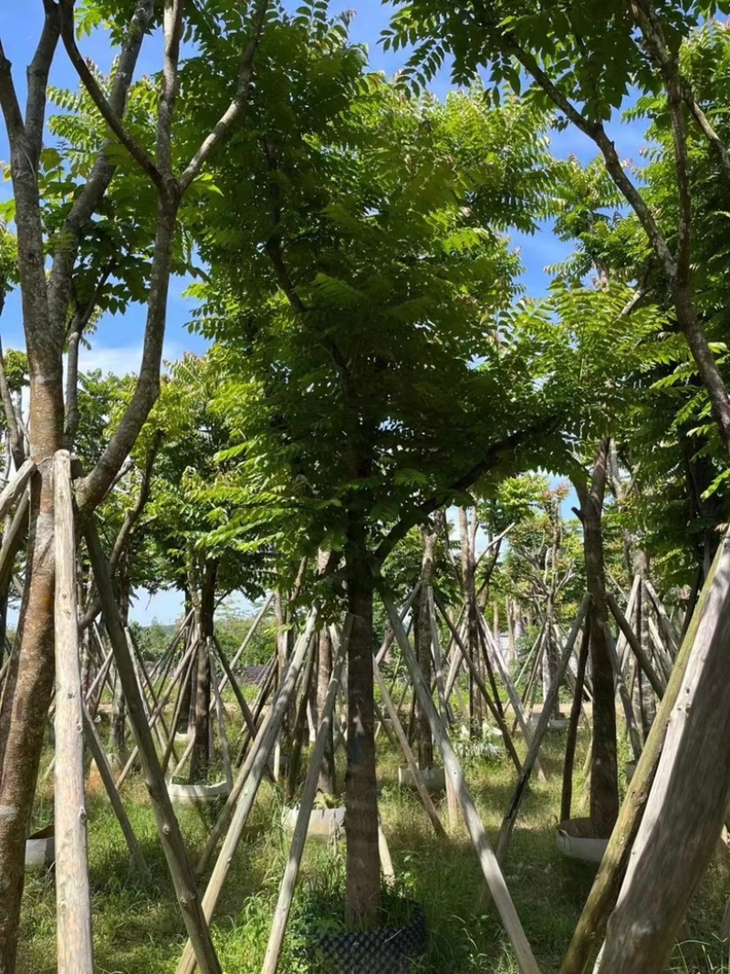 麻楝
