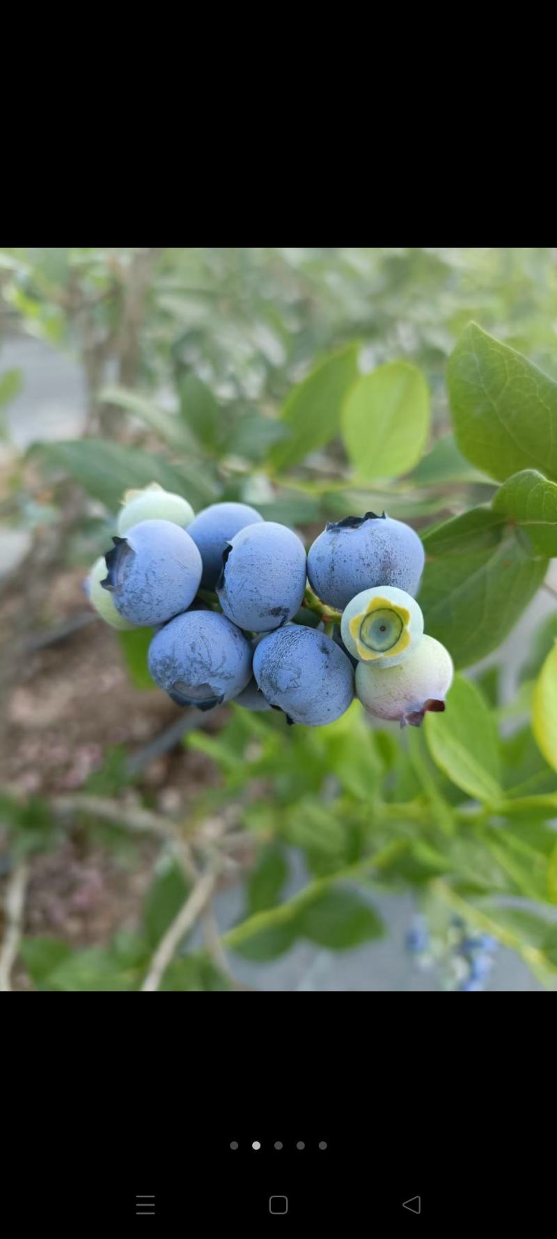 精品蓝莓，大量供应电商，批发商，社区团购，期待与您的合作