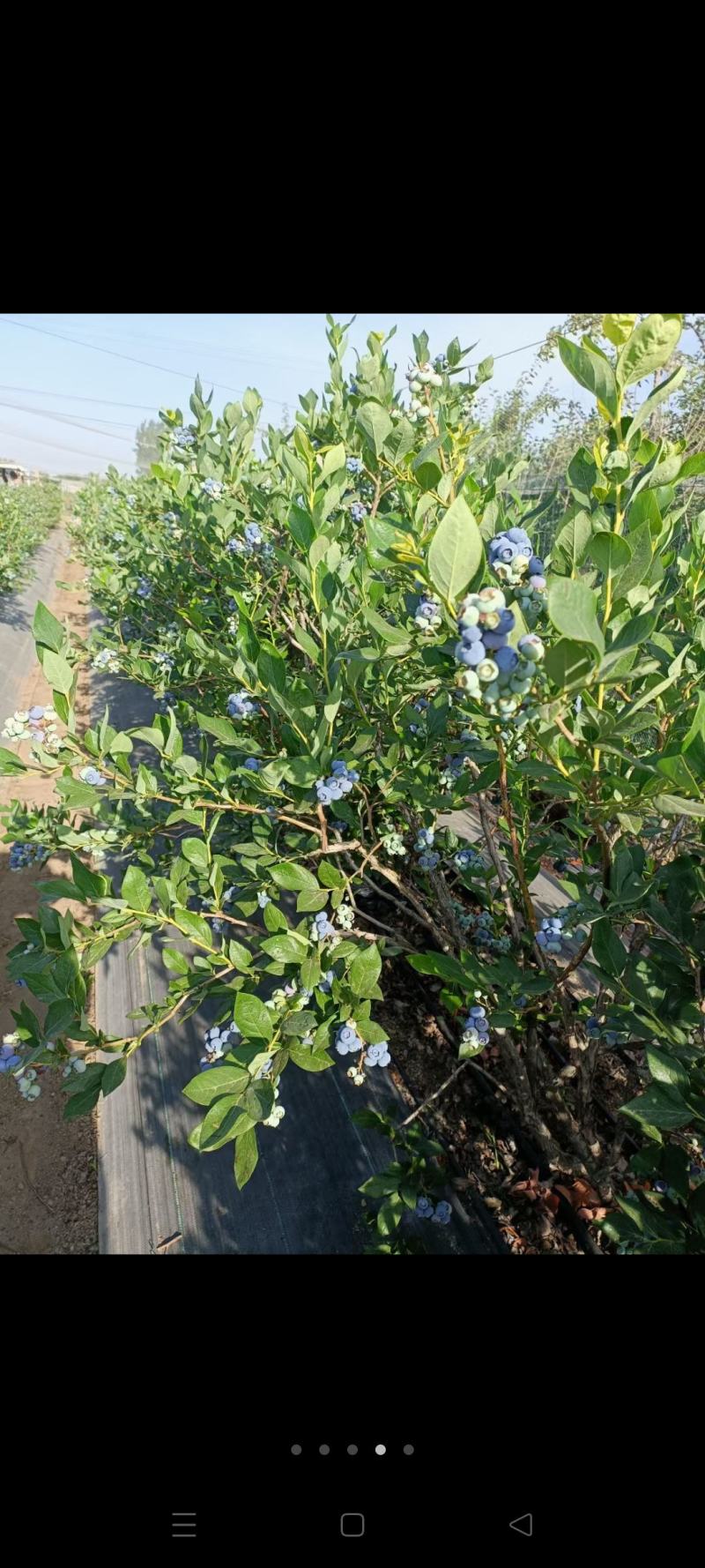 精品蓝莓，大量供应电商，批发商，社区团购，期待与您的合作