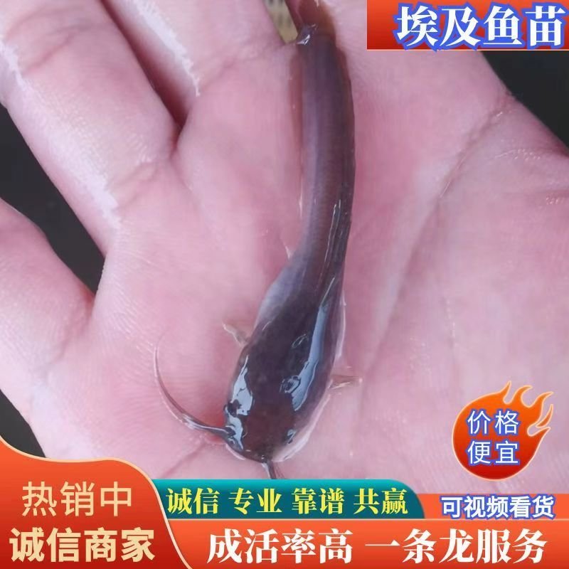 埃及塘鲺埃及塘角鱼苗，杂交埃及苗王。优势快长良种鱼苗。