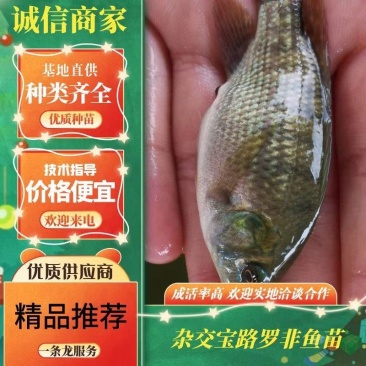 罗非鱼苗吉富罗非鱼苗杂交宝路罗非鱼苗快大抗病能力强
