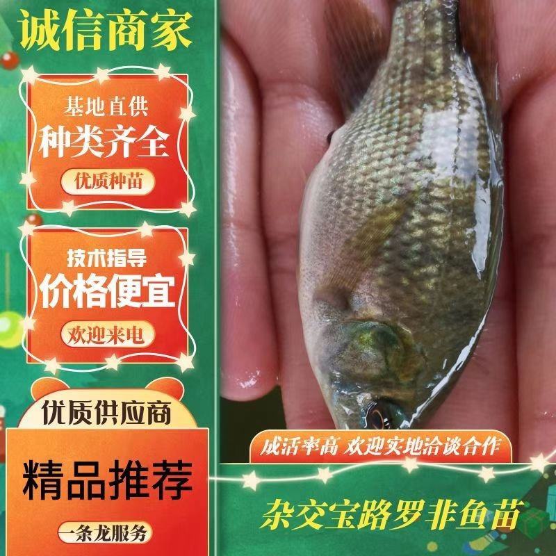 罗非鱼苗吉富罗非鱼苗杂交宝路罗非鱼苗快大抗病能力强