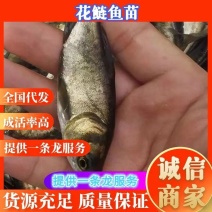 优质大头鱼苗鲢鳙鱼苗花鲢鱼规格齐全抗病毒能力强