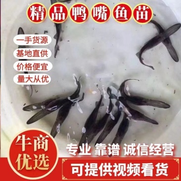 鸭嘴鱼苗鸭嘴鱼肉质鲜美是鱼类之中鱼王,耐养生长快