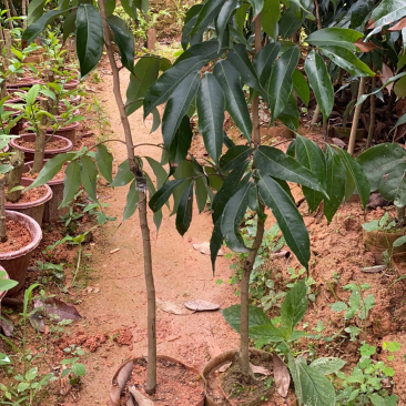 妃子笑正品嫁接苗