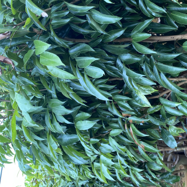 桂味荔枝苗