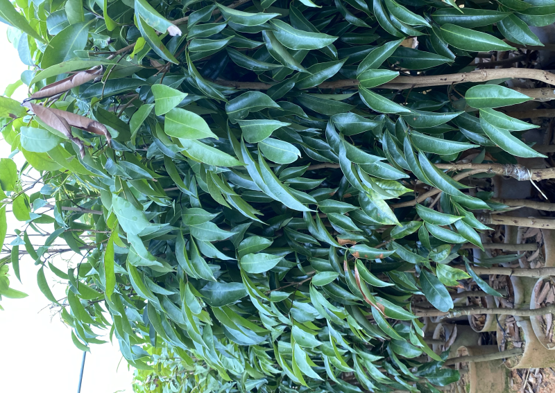 桂味荔枝苗