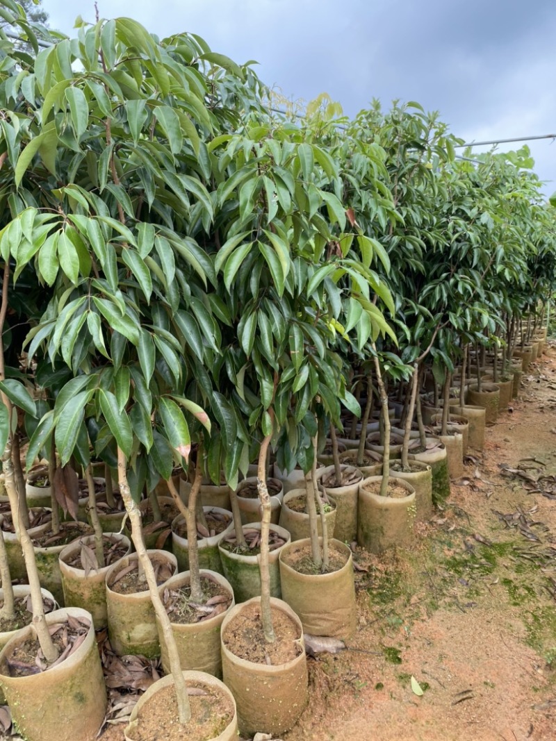 桂味荔枝苗
