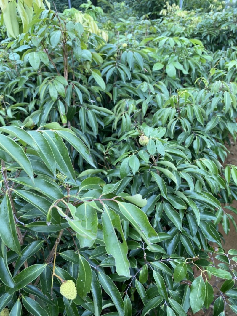 桂味荔枝苗