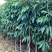 桂味荔枝苗