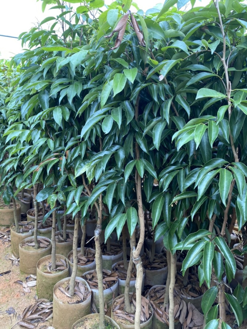 桂味荔枝苗