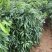 桂味荔枝苗