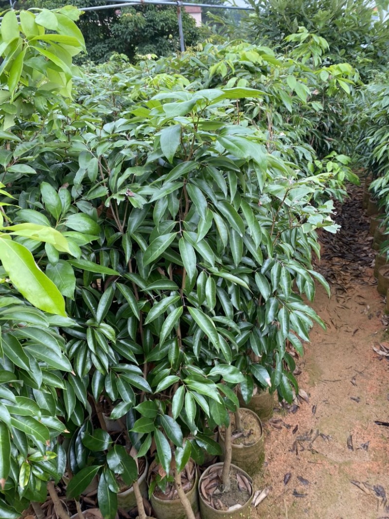 桂味荔枝苗