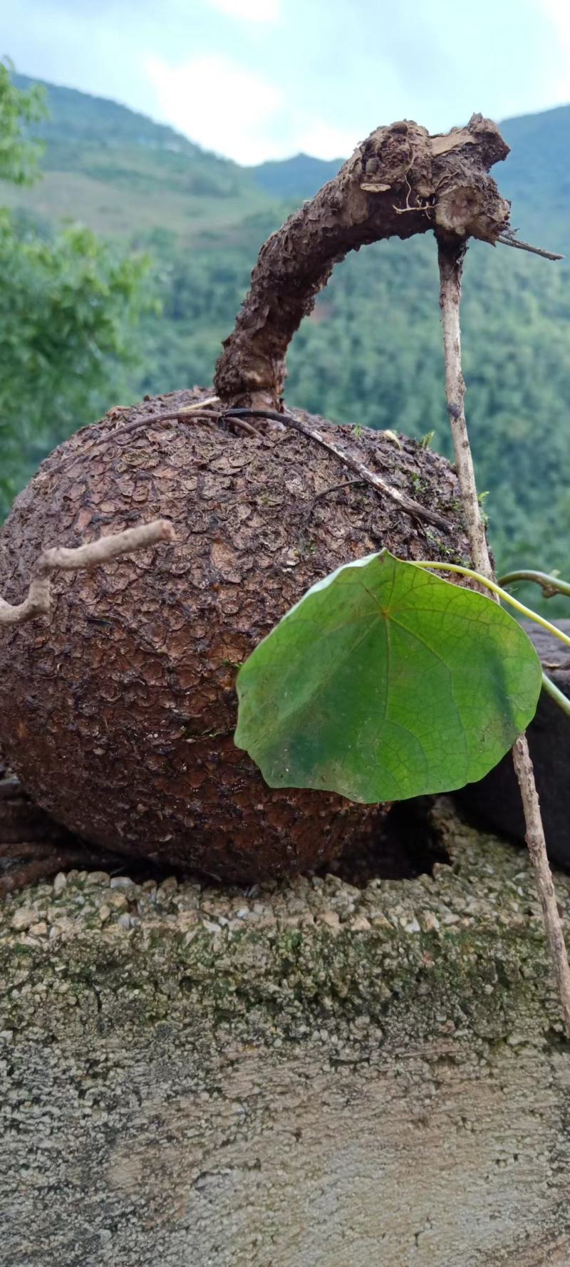 云南野生地不容