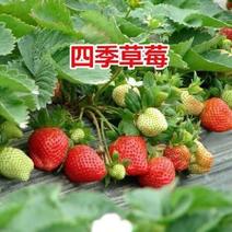 超甜奶油草莓种子四季开花结果超大草莓种籽庭院阳台盆栽水果