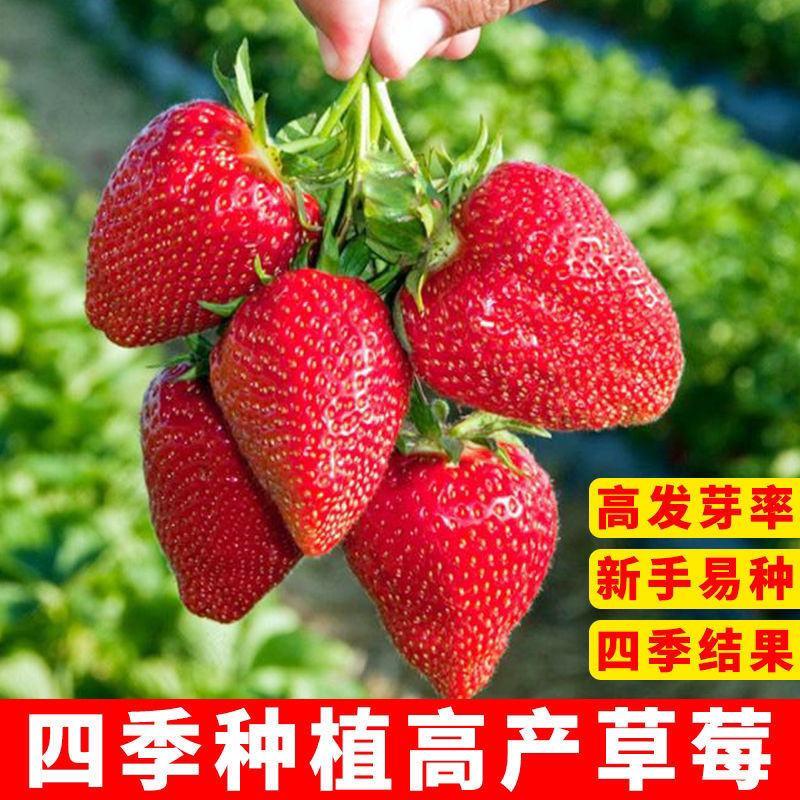 超甜奶油草莓种子四季开花结果超大草莓种籽庭院阳台盆栽水果