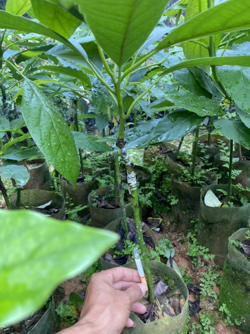 牛油果嫁接苗