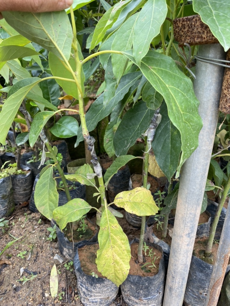 牛油果嫁接苗