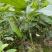 牛油果嫁接苗