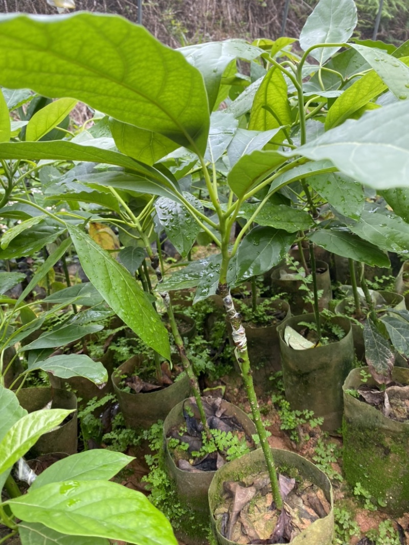 牛油果嫁接苗