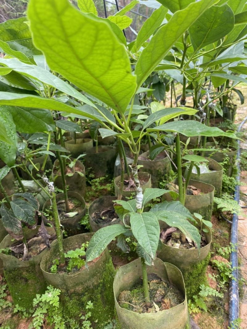 牛油果嫁接苗