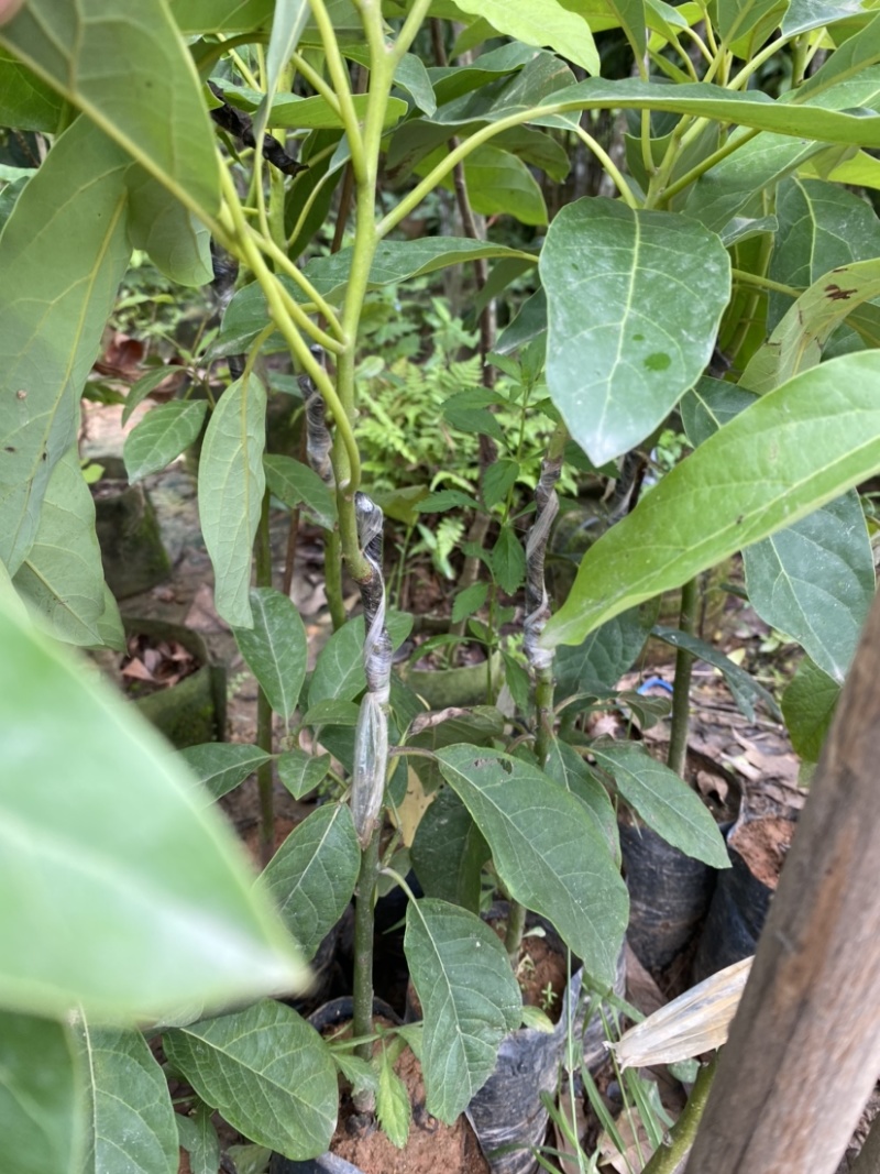 牛油果嫁接苗