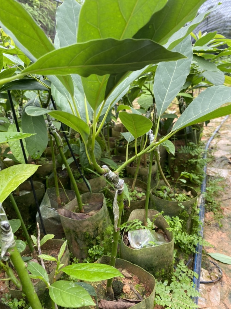 牛油果嫁接苗