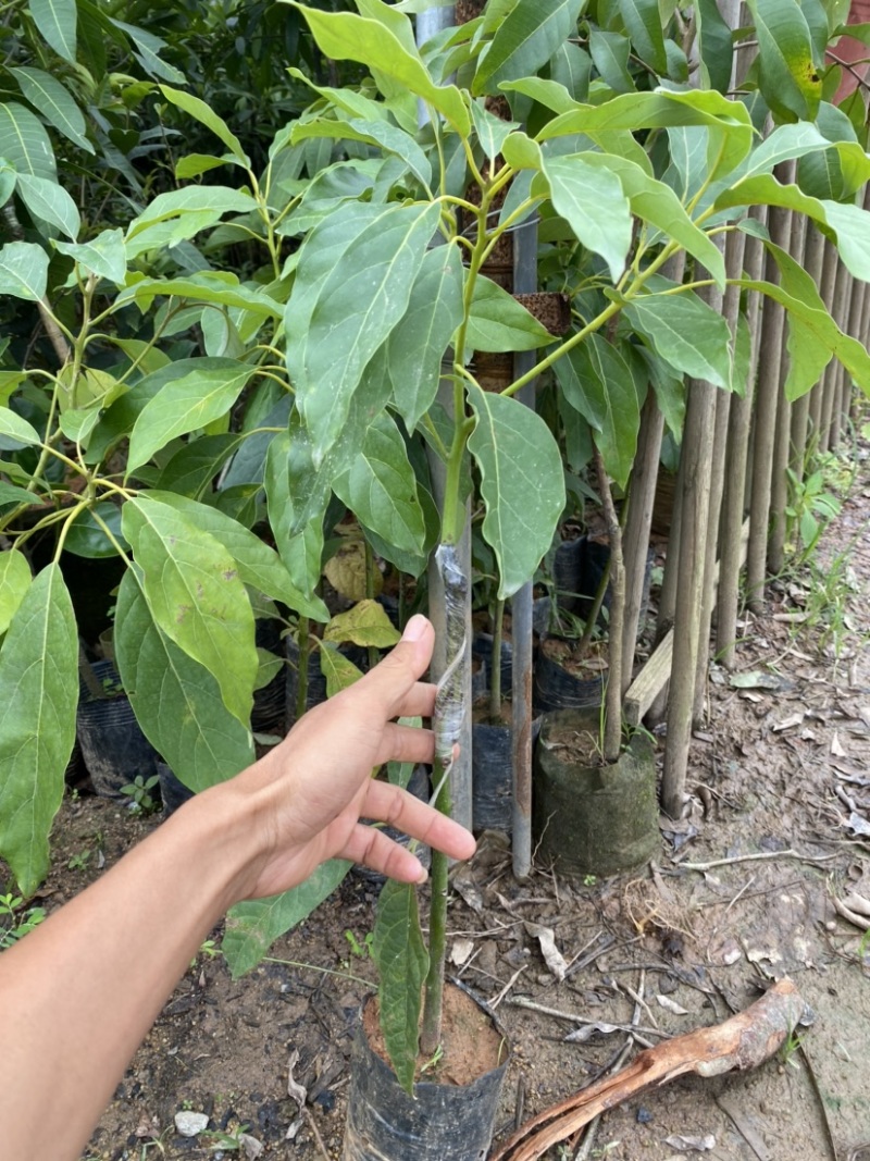 牛油果嫁接苗