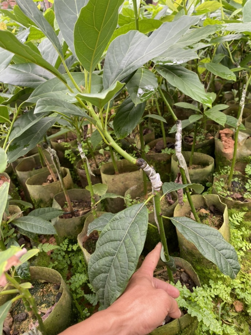 牛油果嫁接苗