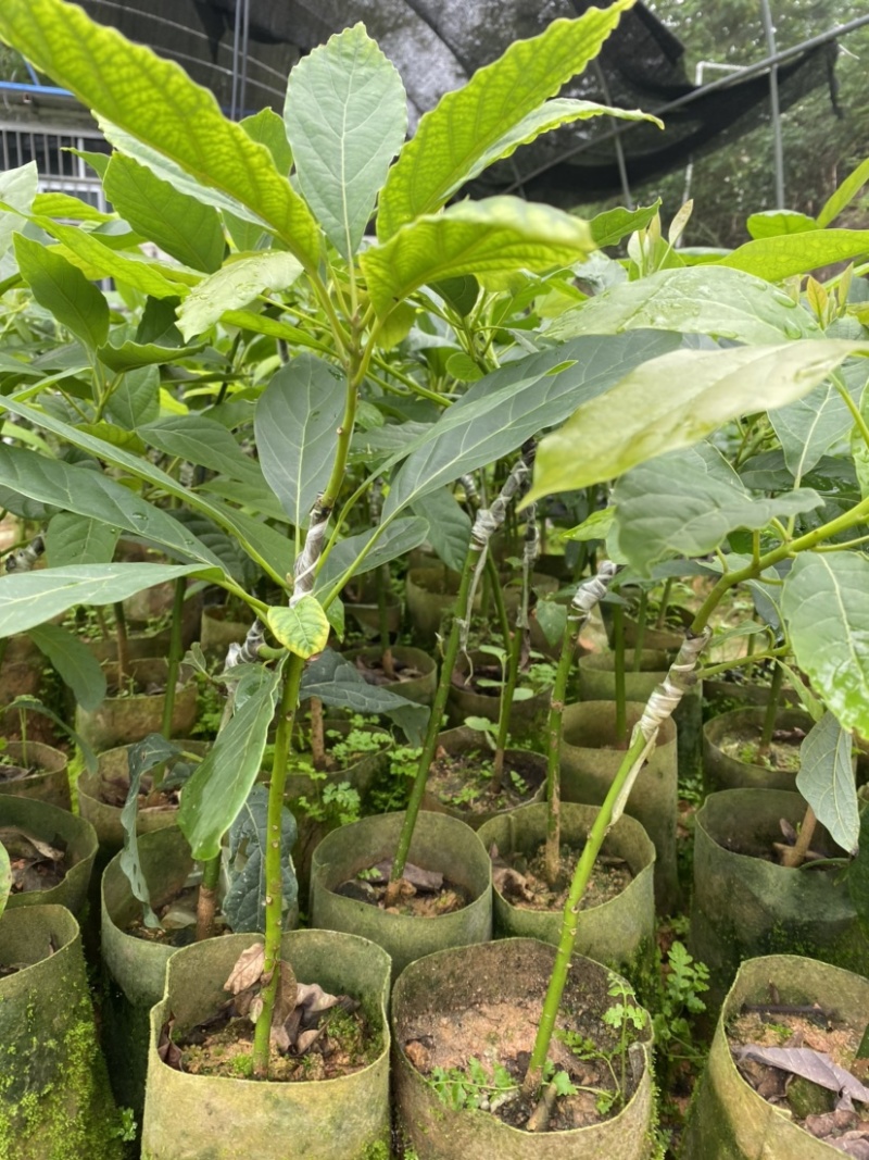 牛油果嫁接苗