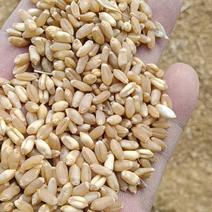 大量供应小麦，全国各地