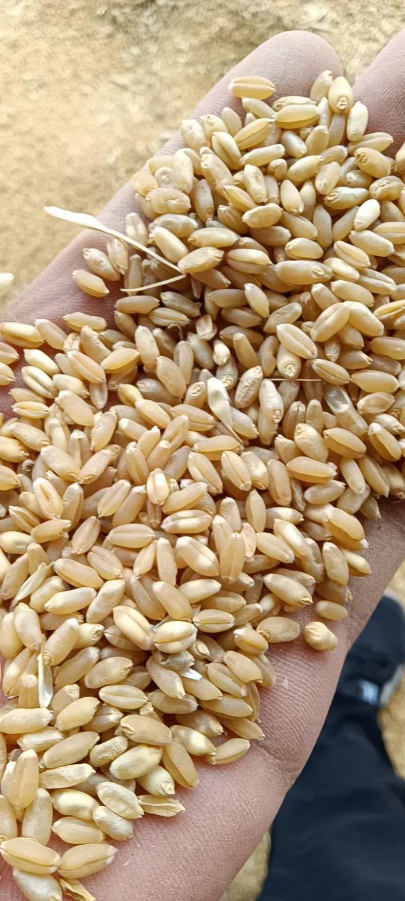 大量供应小麦，全国各地代发