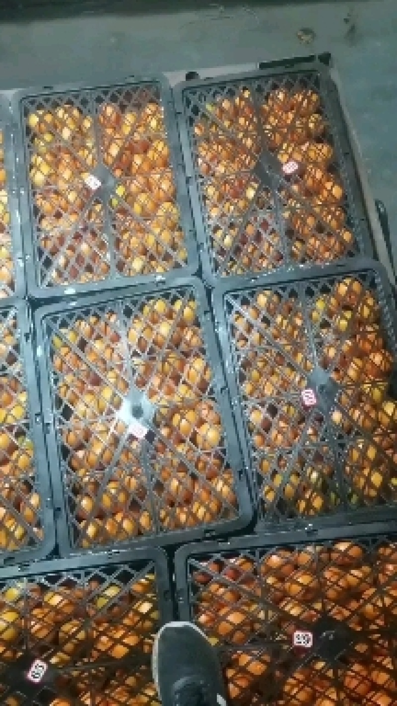 湖北宜昌蜜橘大量上市，丰年高产，诚信为本，产地一手货。