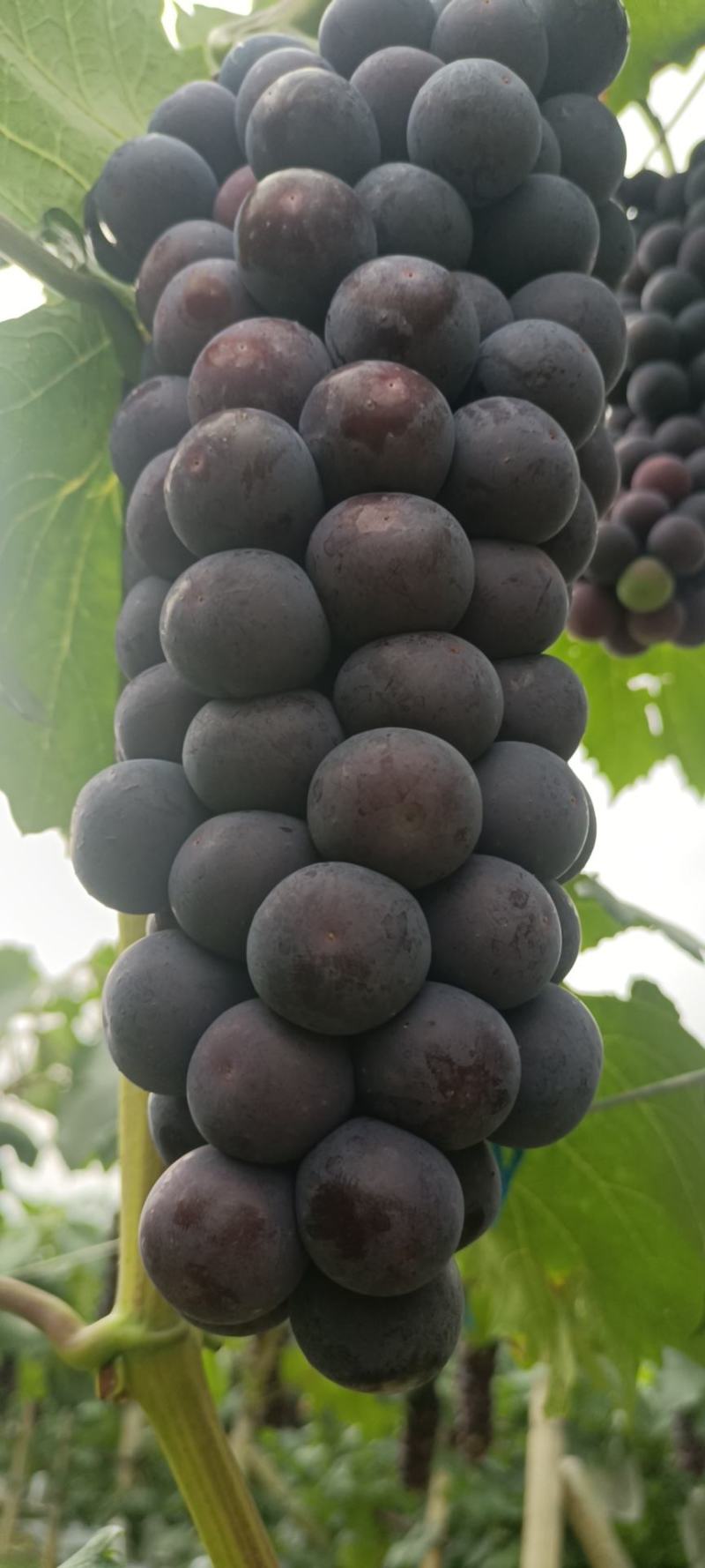 石林县葡萄