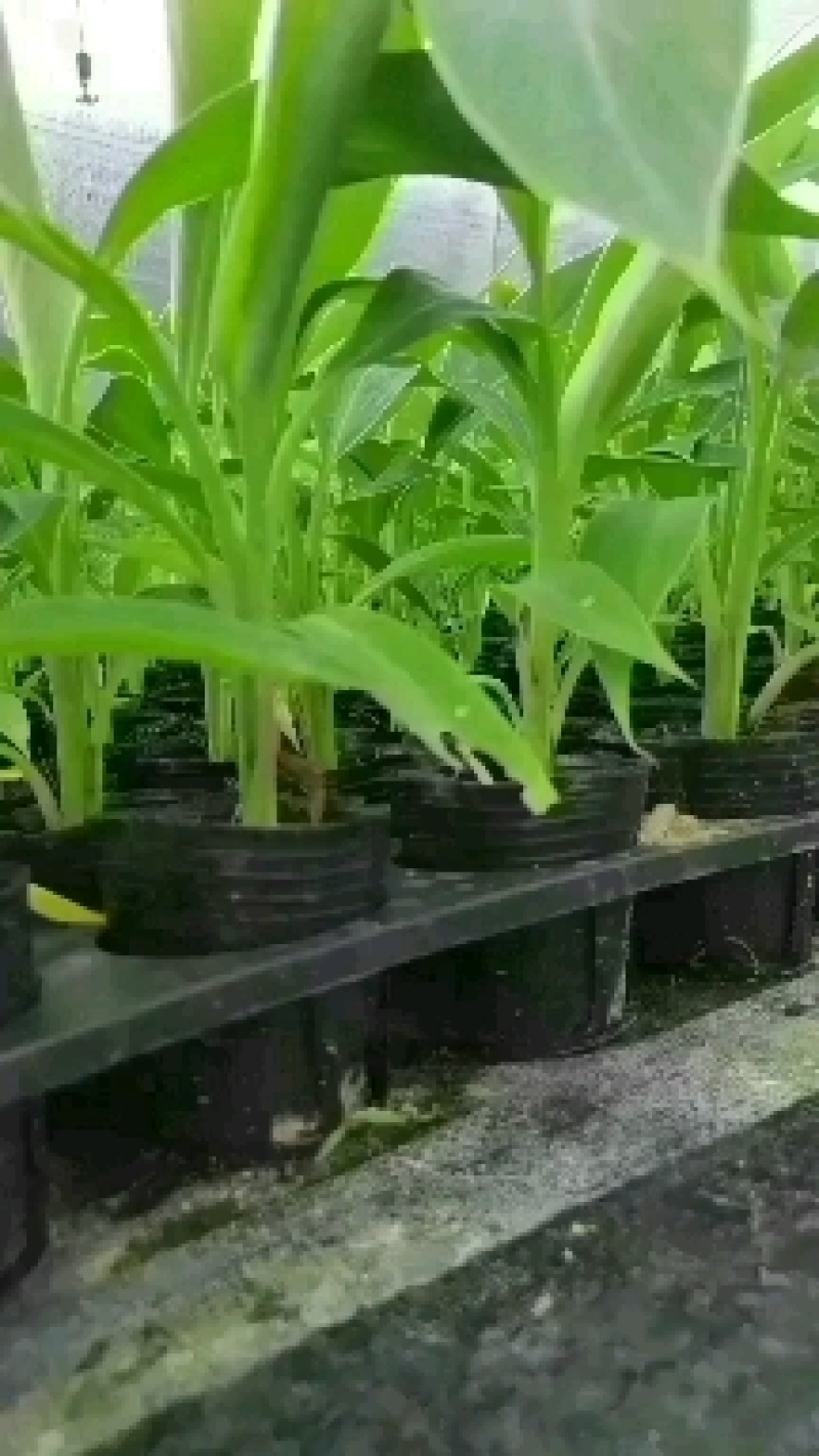 苹果粉香蕉苗，巴西香蕉苗，金粉一号香蕉苗等