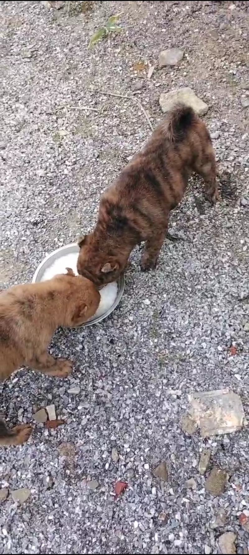 广东猛猎犬虎斑犬